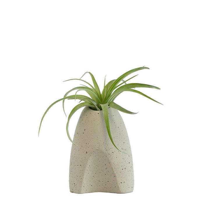 <h4>TILLANDSIA IONANTHA</h4>
