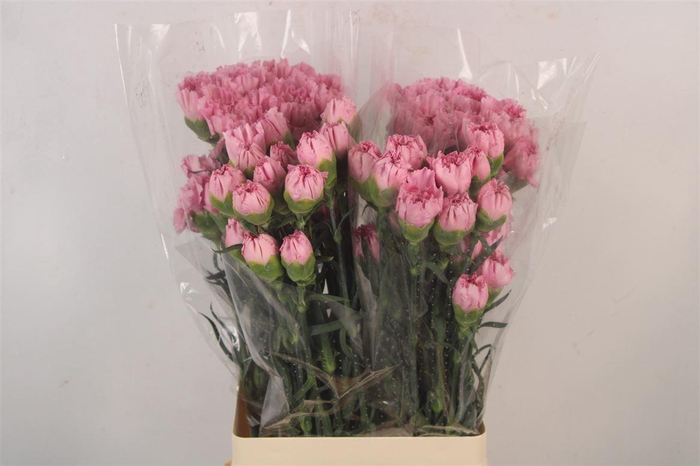 <h4>Di St Lotus</h4>