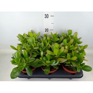 Crassula  'Magical Tree'