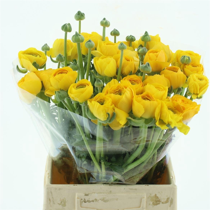 <h4>Ran Su Omega Yellow Extra</h4>