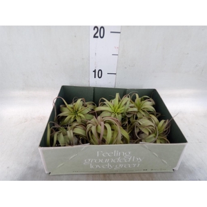 Tillandsia