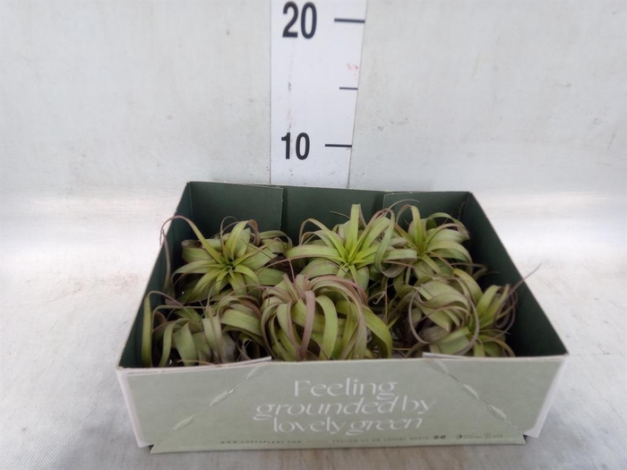 <h4>Tillandsia</h4>