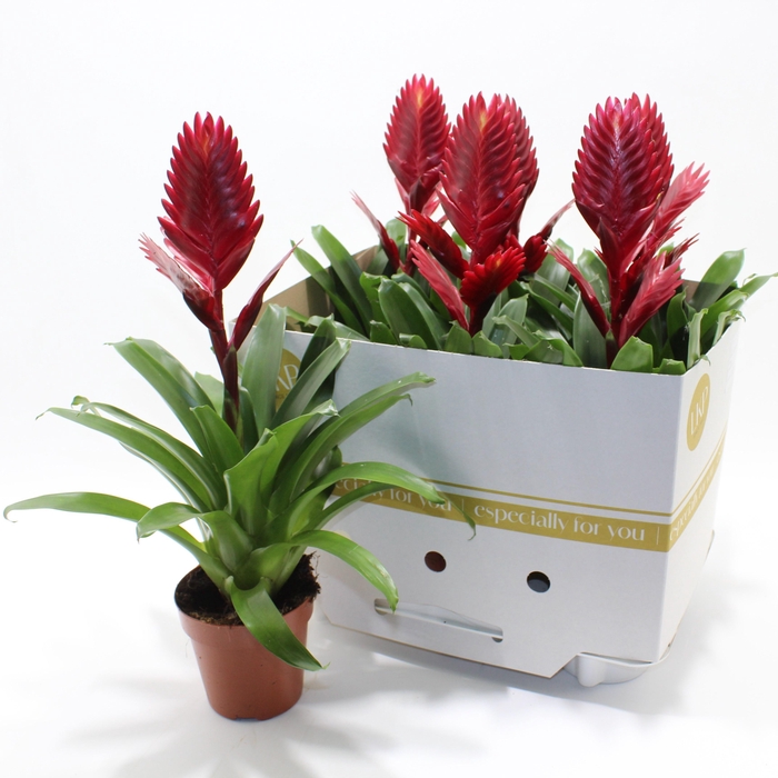 <h4>VRIES PORTO</h4>