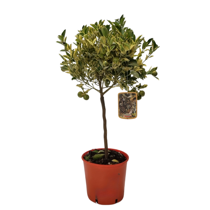 <h4>Citrus hystrix</h4>
