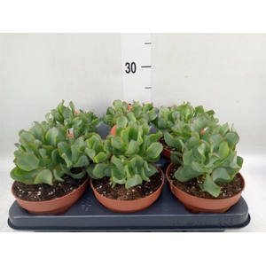 Crassula arborescens subsp. undilat