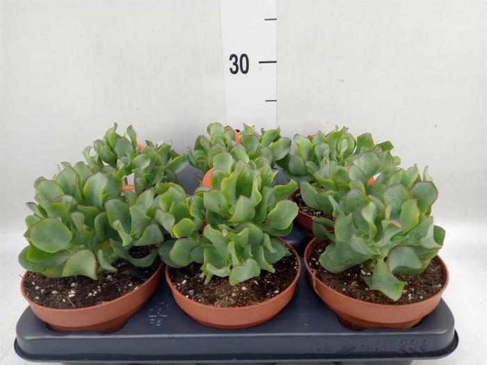 <h4>Crassula arborescens subsp. undilat</h4>