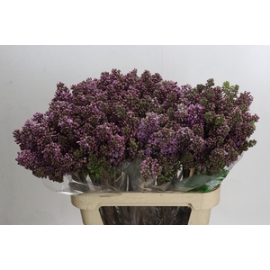 Syringa Vulg Ruhm Von Horstenstein