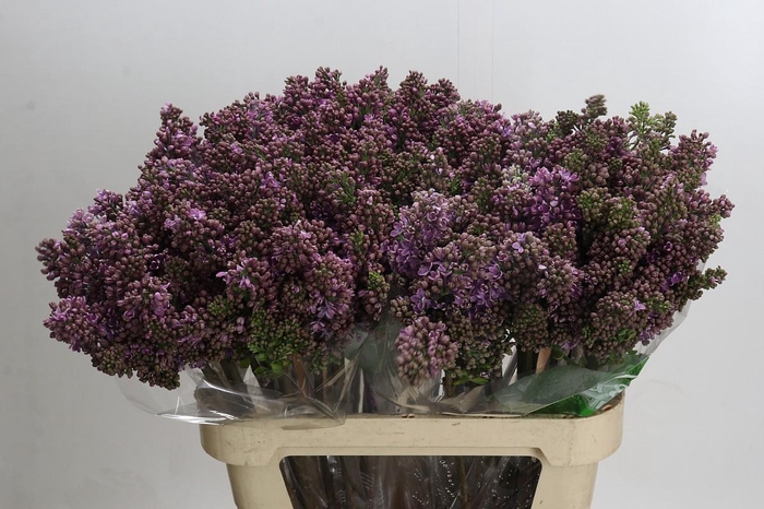 <h4>Syringa Vulg Ruhm Von Horstenstein</h4>