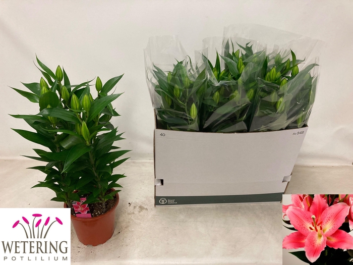 <h4>LIL OR SUNNY CAMINO</h4>