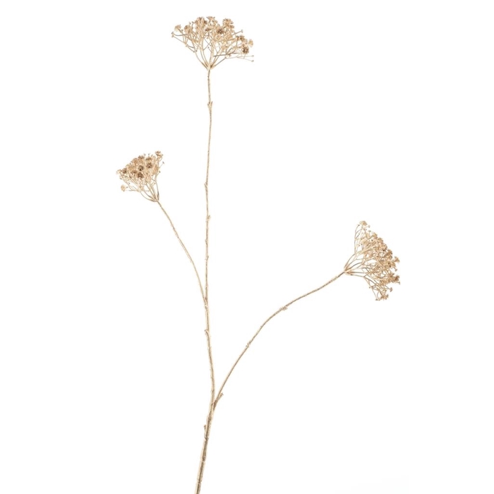 <h4>SILK FLOWERS - QUEEN ANNE LACE SPRAY SILJA GOLD 84CM</h4>