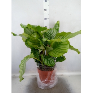 Calathea orbifolia