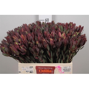 Leucadendron Senorita Spray