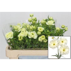 Ran Butterfly Graces