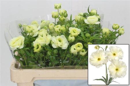 <h4>Ran Butterfly Graces</h4>