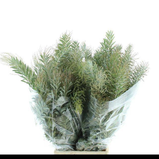 <h4>ACACIA H CLAIR LUNE</h4>