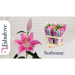 LI OR SORBONNE