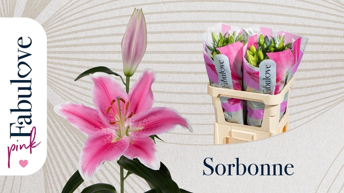 <h4>LI OR SORBONNE</h4>