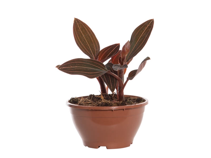LUDISIA C13