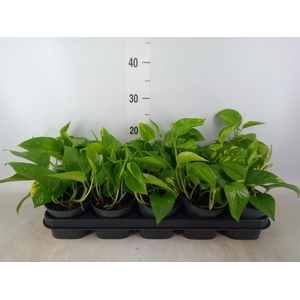 Epipremnum pinn. 'Aureum'