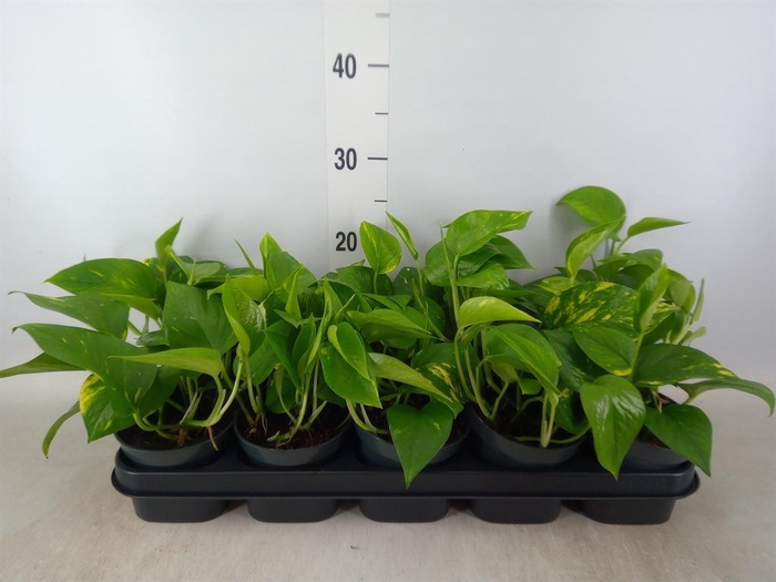 <h4>Epipremnum pinn. 'Aureum'</h4>