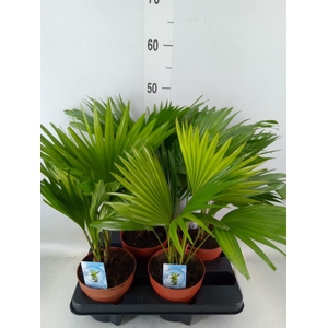 Livistona rotundifolia