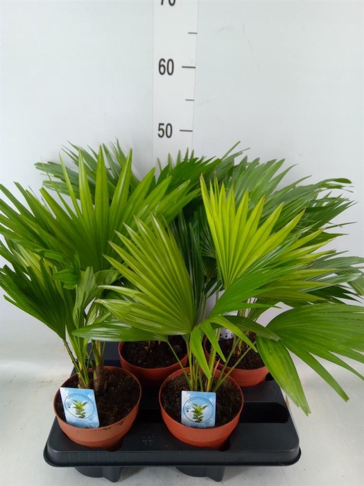 <h4>Livistona rotundifolia</h4>