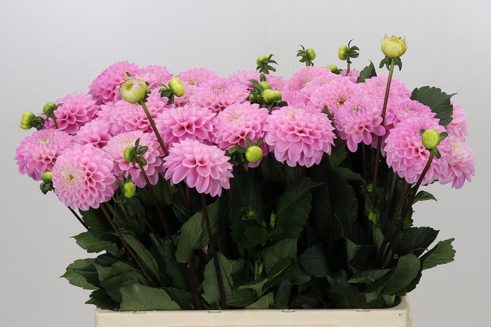 <h4>Dahlia Wizard of Oz</h4>