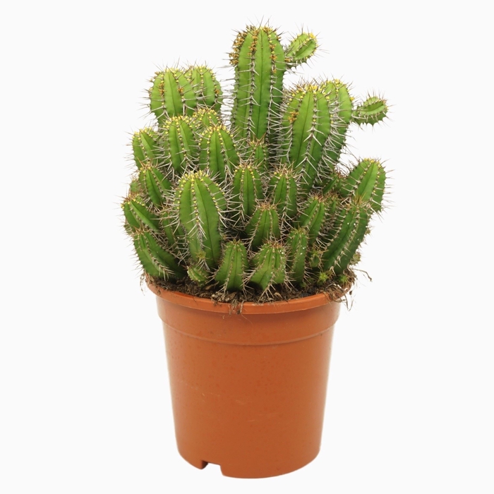 <h4>Euphorbia</h4>