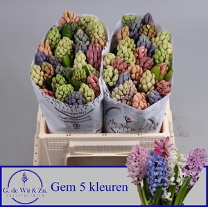 HYAC GEM 5 KLEUREN