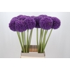 Allium Giganteum