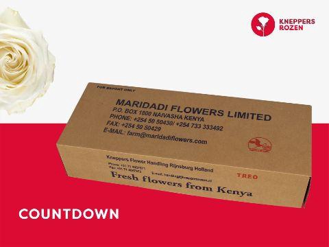<h4>R GR COUNTDOWN! 50</h4>