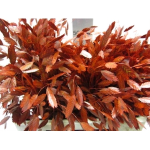 Chasmanthium Rood