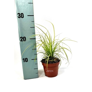 Carex Eversheen p10,5