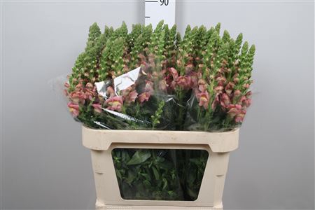<h4>Antir Antibes Pink</h4>