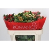 Hypericum Rainbow Romance Spray