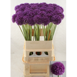 ALLIUM AMBASSADOR