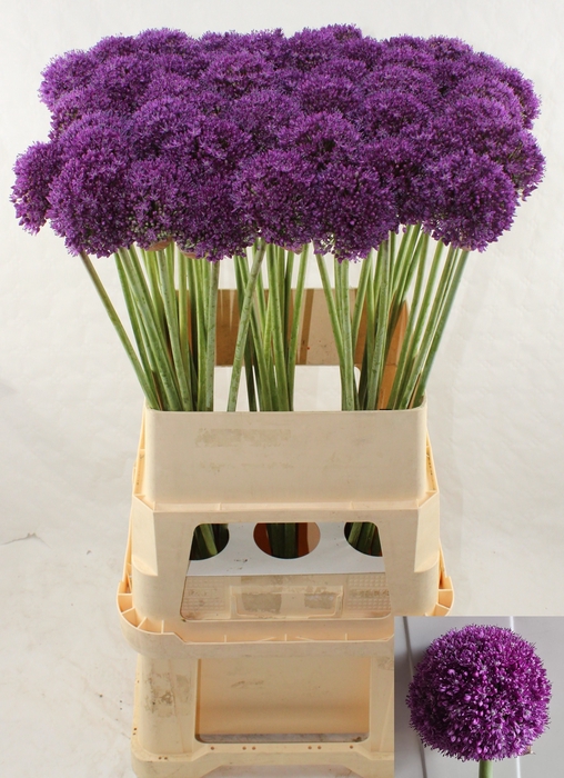 <h4>ALLIUM AMBASSADOR</h4>