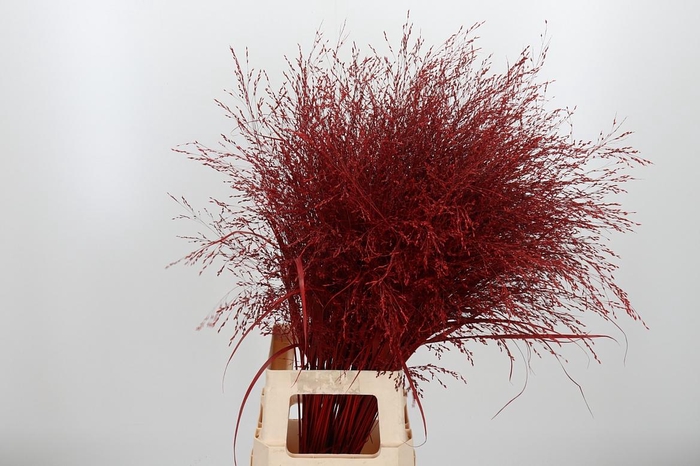 <h4>Panicum Kl Bh Rood</h4>