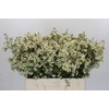 Chamelaucium Ivory Pearl