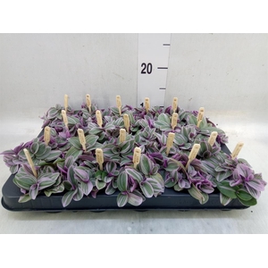 Tradescantia cerinth. 'Sweetness'