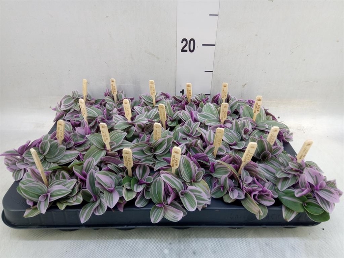 <h4>Tradescantia cerinth. 'Sweetness'</h4>
