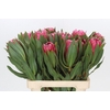 Protea Brenda