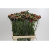 Scabiosa Focal Popsicle