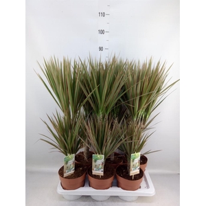 Dracaena marg. 'Bicolor'