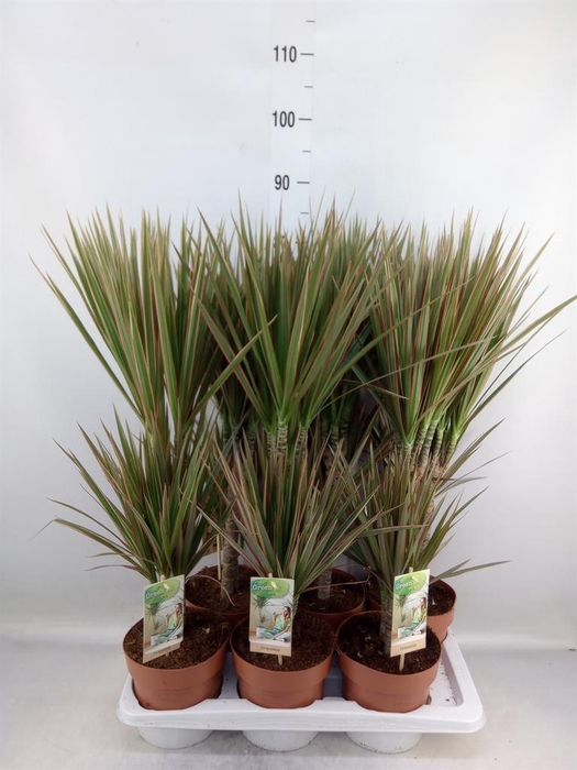 <h4>Dracaena marg. 'Bicolor'</h4>