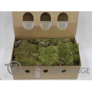 Preserved moss flat