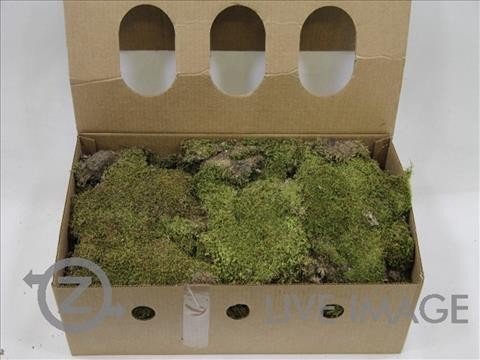 <h4>Preserved moss flat</h4>