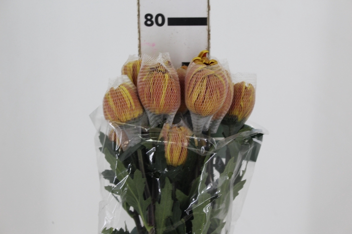 <h4>ANASTASIA DARK FUEGO 080 CM</h4>