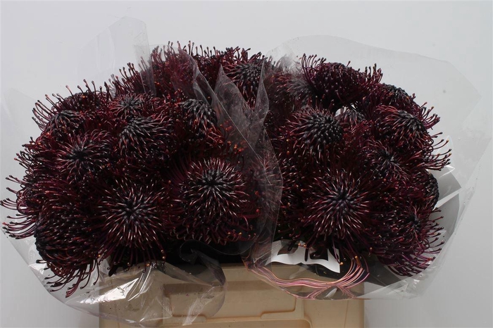 <h4>LEUCO NAOMI KLB H%</h4>