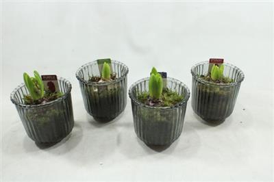 <h4>1141 RIBBEL GLAS HYA</h4>